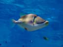 Picasso Triggerfish
