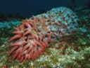 Pineapple Sea Cucumber