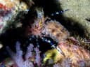 Pinecone Marble Shrimp