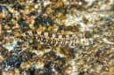 Plain Rockskipper