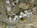 Plain Rockskipper