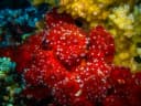 Polyp Sponge