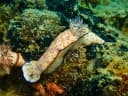 Pretty Hypselodoris