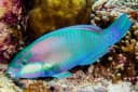 Purplestreak Parrotfish