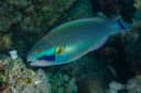 Purplestreak Parrotfish