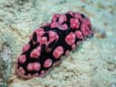 Pustulose Phyllidiella
