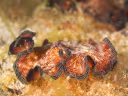Radiant Flatworm