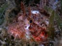 Raggy Scorpionfish