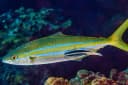 Rainbow Runner