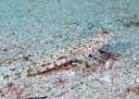 Randall’s Dragonet