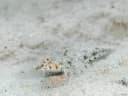 Randall’s Dragonet