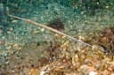Red Cornetfish