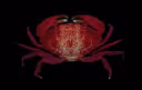 Red Reef Crab