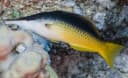 Red Sea Bird Wrasse