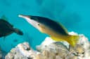 Red Sea Bird Wrasse