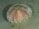 Red Sea Fire Urchin