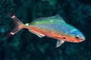 Red Sea Fusilier