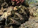 Red Sea Giant Clam