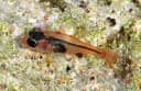 Red Sea Nymph Cardinalfish