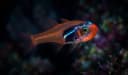 Red Sea Nymph Cardinalfish