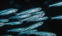 Red Sea Silverside