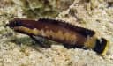 Red Sea Spiny Basslet