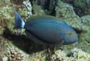 Red Sea Surgeonfish