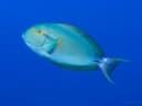 Red Sea Surgeonfish