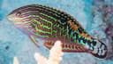 Red Sea Vermiculate Wrasse