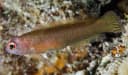 Redhead Dottyback