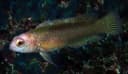 Redhead Dottyback