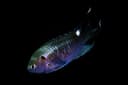 Regal Damselfish