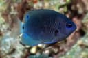 Reticulated Damselfish