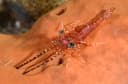 Reticulated Hingebeak Shrimp