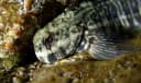 Rippled Rockskipper