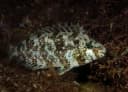 Rivulated Rabbitfish