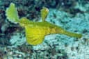 Robust Ghost Pipefish