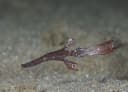 Robust Ghost Pipefish