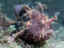 Rosy Frogfish