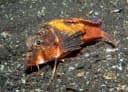 Rough-Head Stingfish