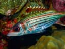 Sammara Squirrelfish