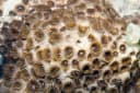 Sand Zoanthid