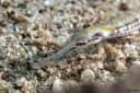 Schultz's Pipefish