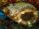Sheep's Foot Ascidian
