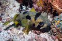 Shortspine Porcupinefish