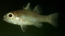 Sidespot Cardinalfish