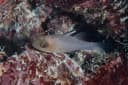 Sidespot Cardinalfish