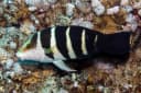 Sixbar Thicklip Wrasse
