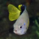 Slender Damselfish