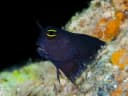 Smoothfin Blenny